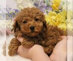 Small #3 Poodle (Toy)