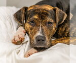 Truffle - Female Plott Hound-Unknown Mix Dog for Adoption - Small photo