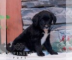 Small #3 Bernedoodle (Miniature)-Labrador Retriever Mix