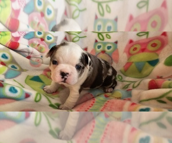 Medium Photo #13 Boston Terrier Puppy For Sale in GENOA, NE, USA