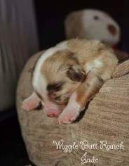 Miniature Australian Shepherd Puppy for sale in TACOMA, WA, USA