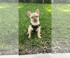 French Bulldog Puppy for sale in DAVIE, FL, USA