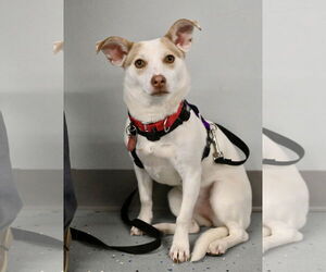 Chiweenie Dogs for adoption in Wakefield, RI, USA