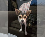 Small #3 Chihuahua Mix