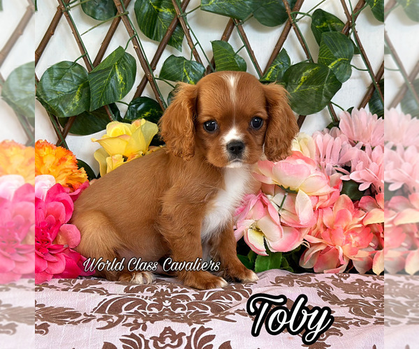 Medium Photo #1 Cavalier King Charles Spaniel Puppy For Sale in MIAMI, FL, USA