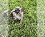 Small Photo #9 French Bulldog Puppy For Sale in AVON PARK, FL, USA