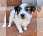 Earl - Male Mutt Dog for Adoption - Small photo