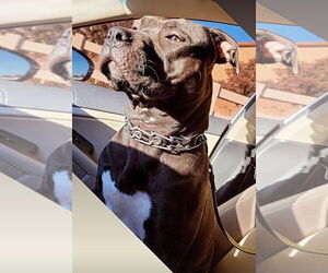 Mother of the American Pit Bull Terrier-Cane Corso Mix puppies born on 02/14/2025