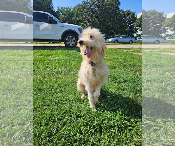 Medium Photo #4 Goldendoodle (Miniature) Puppy For Sale in Westwood, NJ, USA