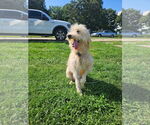 Small #3 Goldendoodle (Miniature)