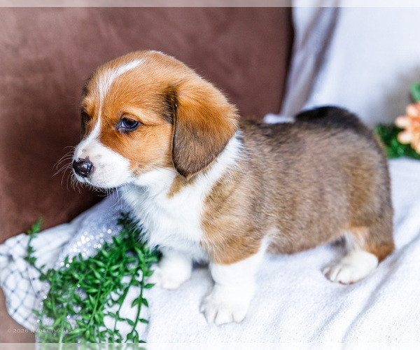 Medium Photo #5 Dorgi Puppy For Sale in WAKARUSA, IN, USA