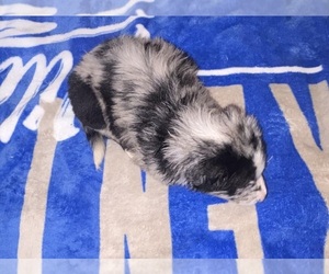 Border Collie Puppy for sale in JACKSON, KY, USA