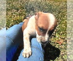 Small #2 Mutt