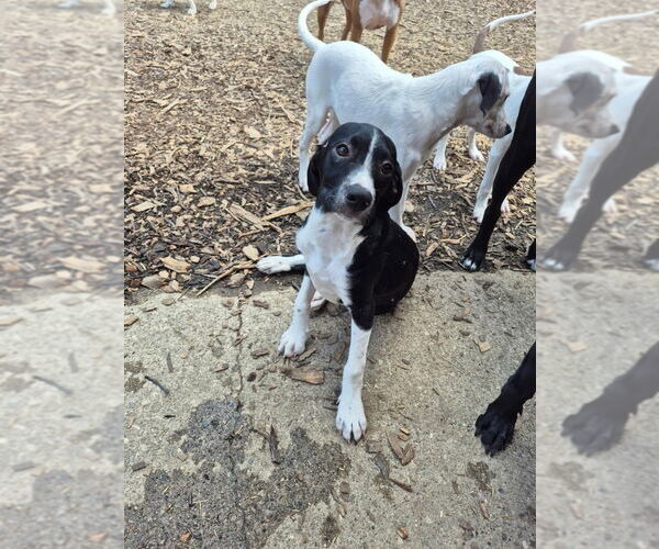 Medium Photo #3 English Springer Spaniel-Pointer Mix Puppy For Sale in Aurora, IN, USA