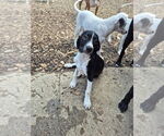 Small #2 English Springer Spaniel-Pointer Mix