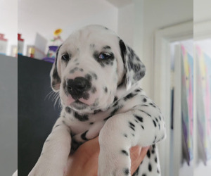 Dalmatian Puppy for sale in GARDENA, CA, USA