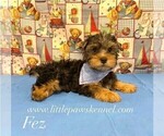 Small Yorkshire Terrier