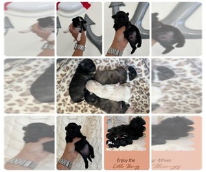 Shih Tzu Puppy for Sale in ARCADIA, Florida USA