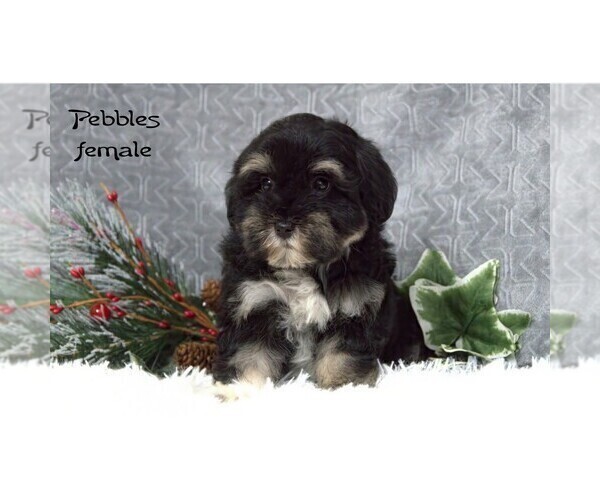 Medium Photo #2 Havanese Puppy For Sale in CLARE, MI, USA