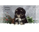 Small #1 Havanese