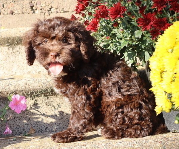 Medium Photo #3 Cavapoo Puppy For Sale in THORP, WI, USA