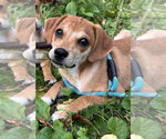 Small #16 Beagle Mix