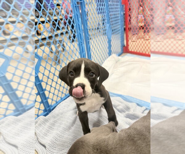 Medium Photo #4 Mutt Puppy For Sale in Wenonah, NJ, USA