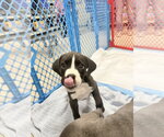 Small #3 Mutt