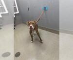 Small American Pit Bull Terrier Mix