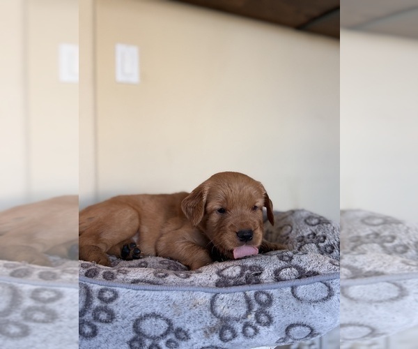 Medium Photo #36 Golden Retriever Puppy For Sale in SACRAMENTO, CA, USA