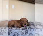 Small #35 Golden Retriever