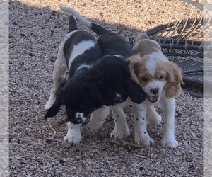 Cockalier Litter for sale in MARANA, AZ, USA