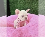 Small Photo #7 French Bulldog Puppy For Sale in ANCHORAGE, AK, USA