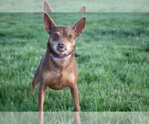 Chihuahua-Unknown Mix Dogs for adoption in Lee's Summit, MO, USA