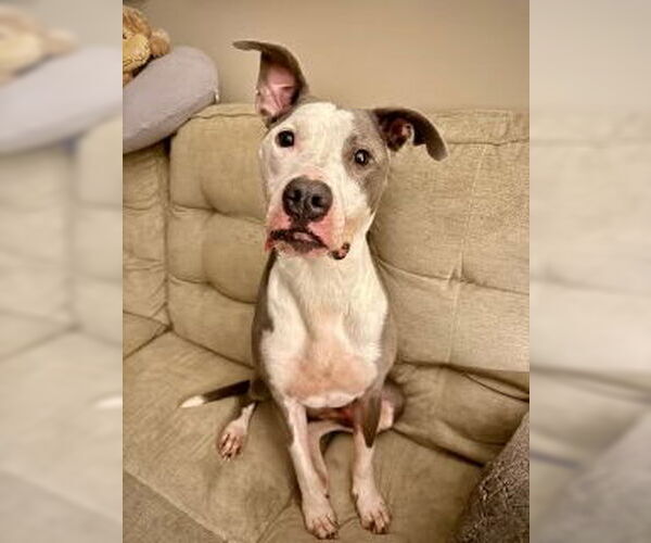 Medium Photo #3 Mutt Puppy For Sale in Holly Springs, NC, USA