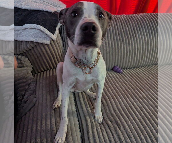 Medium Photo #3 Mutt Puppy For Sale in Vail, AZ, USA