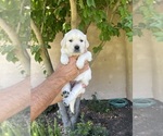 Small Photo #10 English Cream Golden Retriever Puppy For Sale in ATWATER, CA, USA