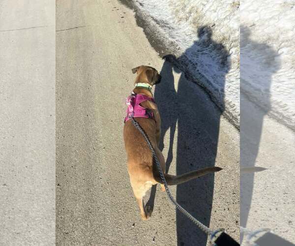 Medium Photo #30 German Shepherd Dog-Unknown Mix Puppy For Sale in Sebec, ME, USA