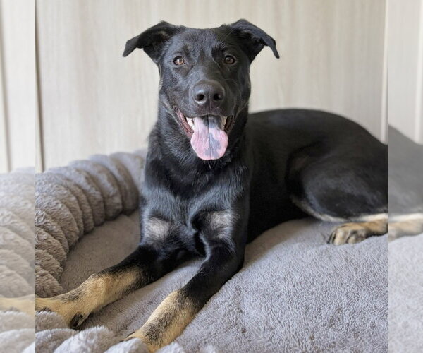 Medium Photo #1 German Shepherd Dog-Unknown Mix Puppy For Sale in Minneapolis, MN, USA