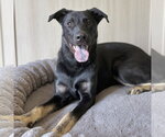 Small German Shepherd Dog Mix