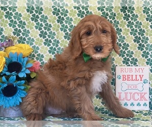 Goldendoodle (Miniature) Puppy for sale in LANCASTER, PA, USA