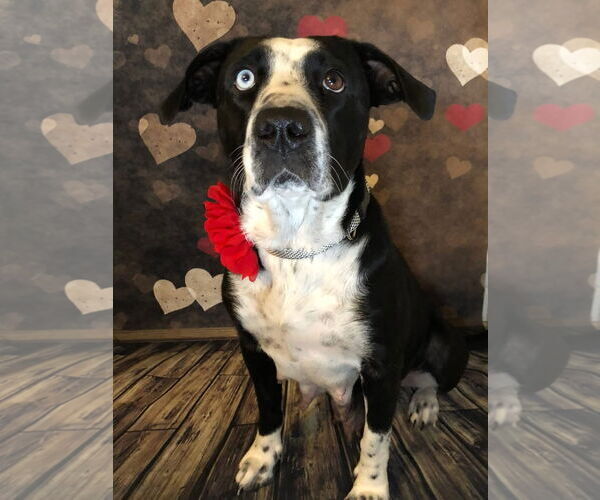 Medium Photo #5 Catahoula Leopard Dog-Unknown Mix Puppy For Sale in Hillsboro, MO, USA