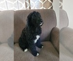 Small Photo #4 Goldendoodle Puppy For Sale in SEDALIA, MO, USA