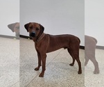 Small Photo #1 Rhodesian Ridgeback Puppy For Sale in BUMPASS, VA, USA