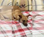 Small #2 Chiweenie