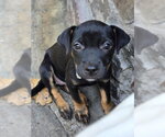 Small Mutt