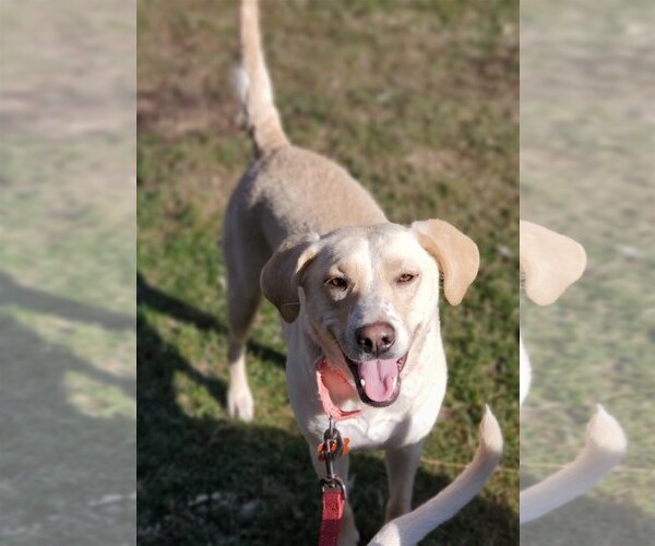 Medium Photo #3 Labrador Retriever-Unknown Mix Puppy For Sale in Plymouth, MN, USA