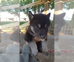 Small Photo #8 German Shepherd Dog-Wolf Hybrid Mix Puppy For Sale in DALTON, OH, USA