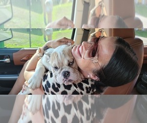 English Bulldog Puppy for sale in JACKSONVILLE, FL, USA