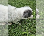 Small #2 Aussiedoodle Miniature 